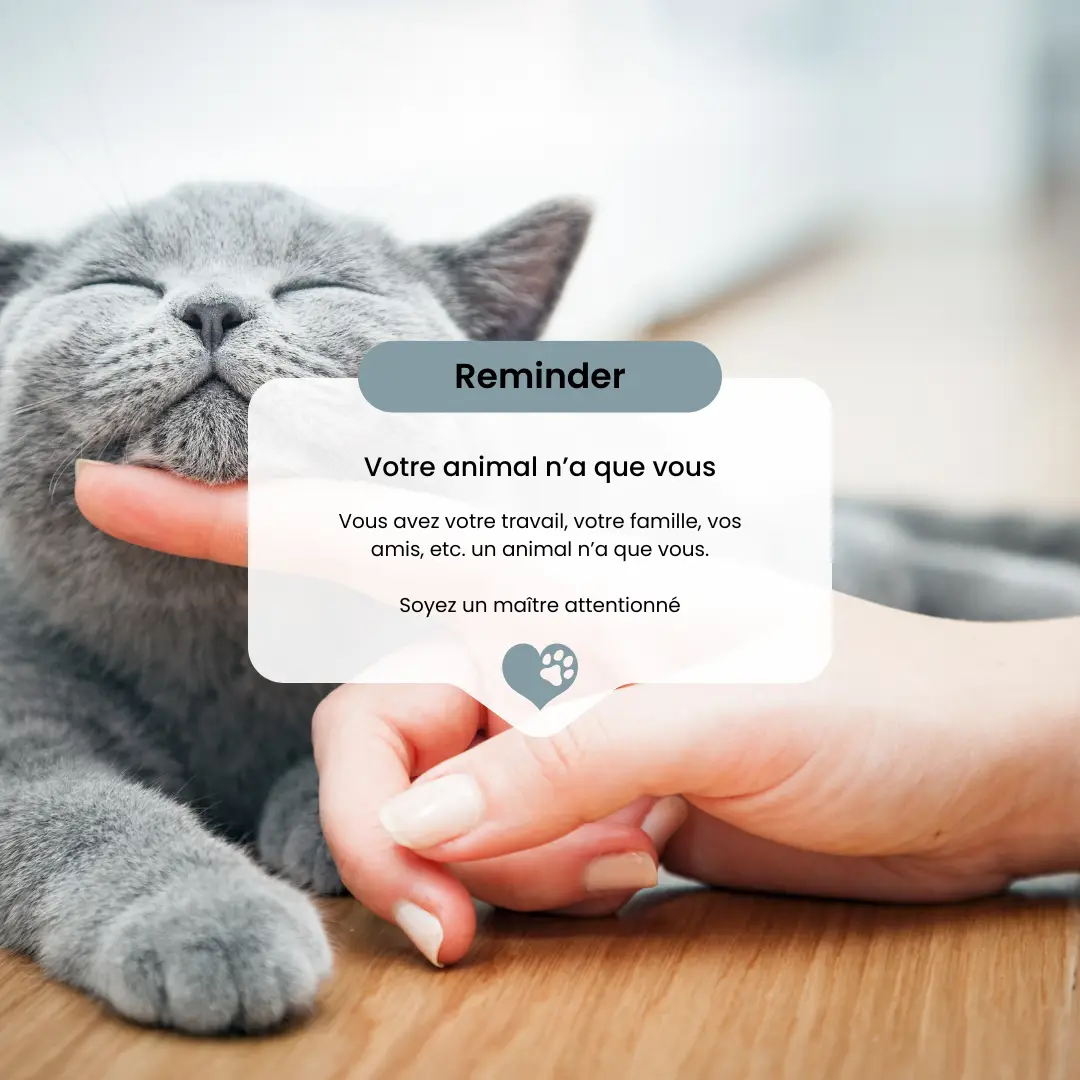 Votre animal n’a que vous